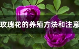 盆栽玫瑰花的养殖方法