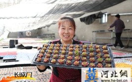 香河村民栽培多肉植物 首年销售额已超200万元