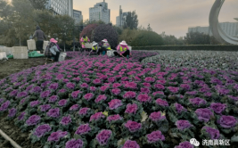 给植物穿冬衣缠腰带 济南高新区冬季绿化养护全面铺开