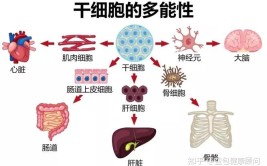 干细胞最大的特点是什么