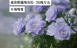 丹麦风铃草的养殖方法