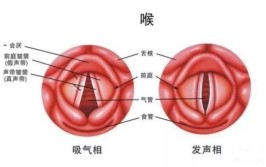 嗓子的结构由什么构成