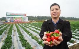 三水乐平这片草莓园承载着这位佛山实干家的大国种植梦