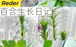 百合的种植方法及注意事项