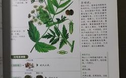 本草纲目男孩女孩请注意甩掉肥油也要学一点植物草本知识