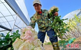 泉港一位园艺师的花花世界