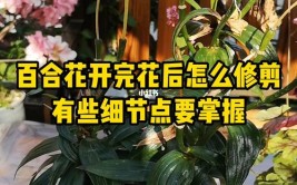 以下是白百合鲜花的养花技术 前期处理  修剪