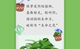 绿植养护守则以绿萝为例