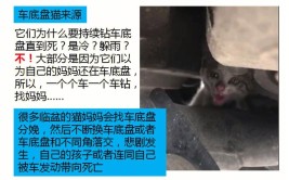 给你一份避免“车里长猫”的实用指南(给你车里实用指南车底)