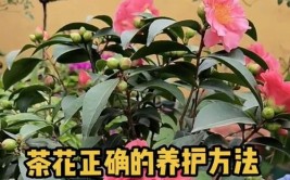 茶树花怎么养殖