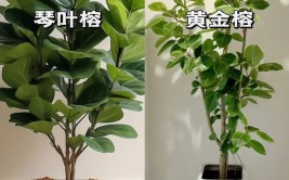 网上买的绿植到家后怎么养