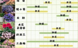 手把手教你栽出高级感盆栽附植物配置清单