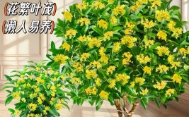 室内的桂花盆栽这样养一年四季都能花开不断