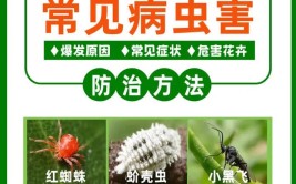 你知道怎样才能避免花草长虫子吗告诉你个简单的小技巧