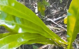 江南星蕨恐龙时代的植物还是世界濒危植物