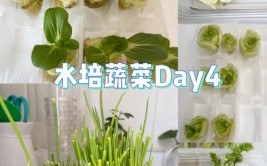 年后这波疫情突发居家防疫期间生活物资紧张水培蔬菜有妙招