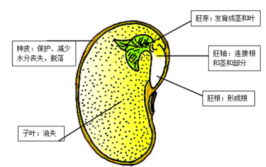 子叶是由什么发育成的