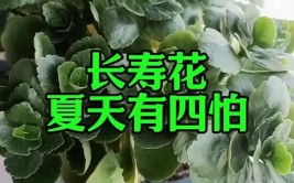 夏天养长寿花做4个要点才能安全度夏天一凉快就开花