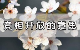 竞相开放的意思