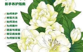 平时做到这几点栀子花枝壮叶绿花包多