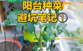 专业盆栽蔬菜技术人员的笔记基地人员分工和具体工作职责划分