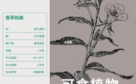 美丽月见草花期养护秘诀与室内外种植指南揭秘绽放之美