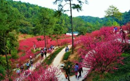 赏烂漫春花、观水乡狂欢、品春季味道……解锁春游别样玩法(樱花景区春天白莲桃花)