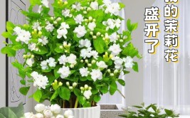 庭院植物四季养护的要点你知道吗