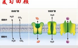 胞吐是主动运输吗