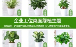 植百汇丨绿植租摆行业发展与管理思路