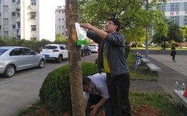 移栽后树木养护