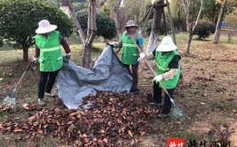 保障植物安然过冬南京浦口城管园林部门开展精细化养护作业