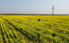 饶阳一带63年发大水的事(洪水村里收成麦收饶阳)