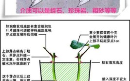 秋季扦插繁殖快速生根的技巧水培生根后这样移栽成功率高