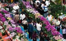 昆明斗南花市鲜花绿植品种丰富价格很便宜令人艳羡