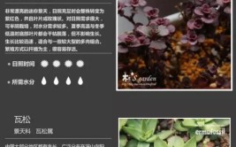 这5种植物有毒室内不要养一起看看都有哪些避开它​