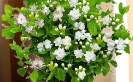 养茉莉花记住5个细节花朵洁白清新芳香怡人