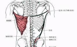 可以从以下几个方面入手(肌肉骨盆体态背部背痛)