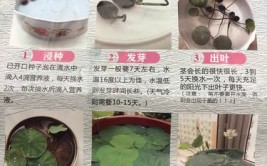 水培植物的养护技巧原来水培就这么简单