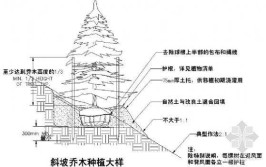 园林沙漠植物种植施工方法