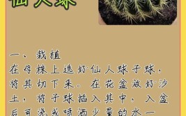 星球属仙人球的养护方法浇水施肥都要注意因为春天是生长季