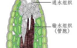 植物吸水的主要器官是什么