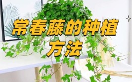 常春藤的养殖方法及注意事项