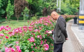 崇明网红安吉拉花道最近很出圈