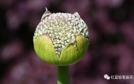 每日一花花语聪明可爱之大花葱多年生草本植物又名吉安花