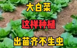 移栽的大白菜如何缓苗快学会这些白菜成活率太高了