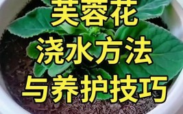 植物浇水黄金法则让养花变得轻松养啥花都能活