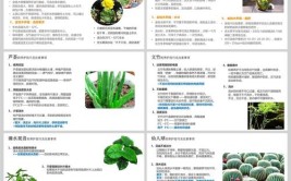 观叶植物养护的四大宝典这些基础要晓得