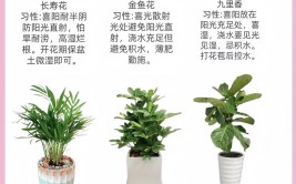 园艺新手养花做好7点室内养护植物会变得轻松增加植物存活率