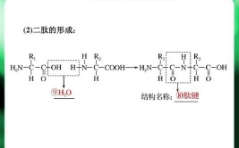 二肽的形成过程